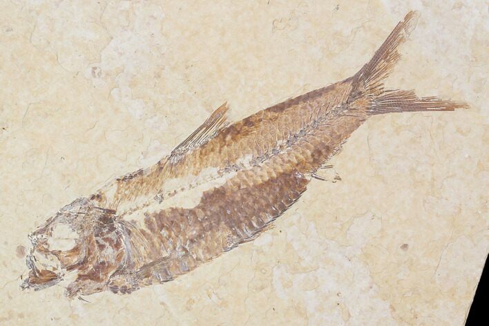 Bargain, Fossil Fish (Knightia) - Wyoming #89138